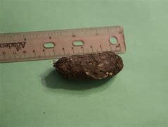 Image result for Dormouse Teeth in Owl Pellets