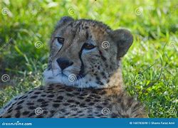 Image result for Cheetah Rhino