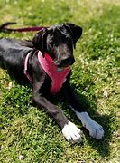 Image result for 5 Month Old Great Dane Puppy