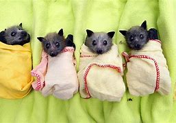 Image result for Baby Bat On Outside of Window