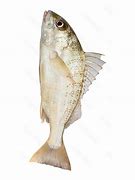 Image result for Trosan Fish