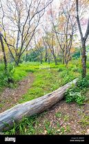 Image result for Dirty around a Tree On the Footpath