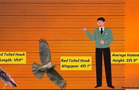 Image result for Human Hawk