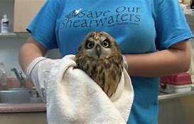 Image result for Dlnr Pueo Owl