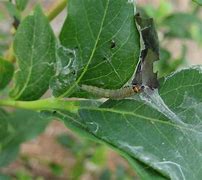 Image result for Blueberry Pests