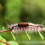 Image result for Tussock Caterpillar Philippines