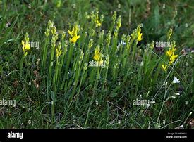 Image result for Genista Sagittalis