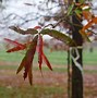 Image result for Willow Oak Tree