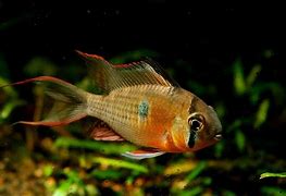 Image result for African Freshwater Lake Fish