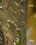 Image result for Leaf Cutter Ants Costa Rica