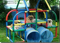 Image result for Budgie Playground