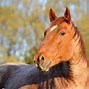 Image result for Black Roan Horse