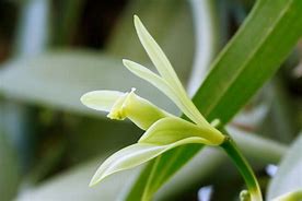 Image result for Vanilla Orchid Flower