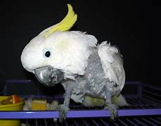 Image result for Sulphur Crested Cockatoo for Rehoming