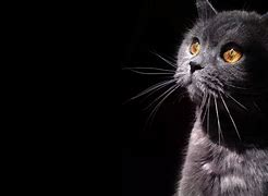 Image result for Plano De Fundo Computador Gato HD