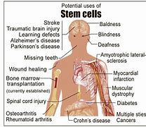 Image result for Stem Cell Function