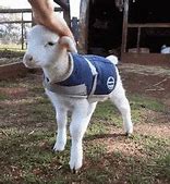 Image result for Funny Baby Goats