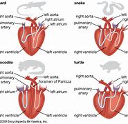 Image result for Vertebrate Circulatory System