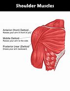 Image result for Shoulder Muscle Groups