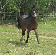 Image result for Beige Welsh Pony