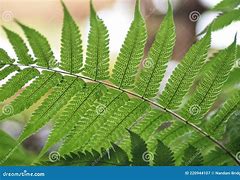 Image result for Sori On Fern