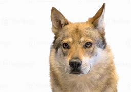 Image result for Chez Wolf Dog