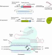 Image result for CRISPR-Cas sgRNA