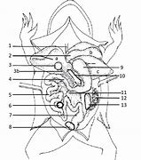 Image result for Frog Digestive System Diagram Labeled