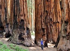 Image result for Sequoia Kings Canyon National Park