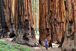 Image result for Sequoia Kings Canyon T-Shirt