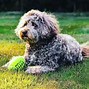 Image result for Cute Poodle Mixes