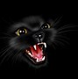 Image result for Hissing Cat Sports Logo