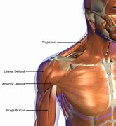 Image result for Shoulder Muscular Anatomy