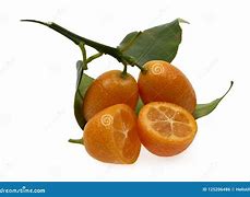 Image result for Kumquat Cumquat