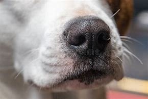 Image result for Dog Nose Close Up