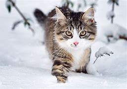 Image result for Snow On Cat Stunning