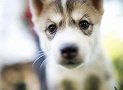 Image result for King Husky