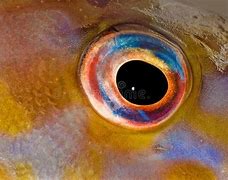 Image result for Prespective Eye Fish