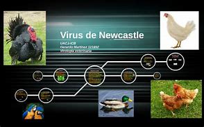 Image result for Newcastle Virus