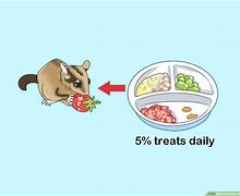 Image result for What Does Sugar Glider Eat