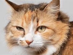 Image result for Infected Cat Eye