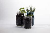 Image result for DIY Mason Jar Herb Garden