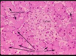 Image result for Histology Diagram