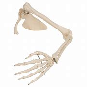 Image result for Skeleton Hand and Arm