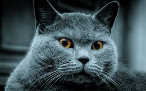 Image result for Russian Blue Cat German Shepherd