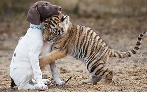 Image result for Tiger Doddle