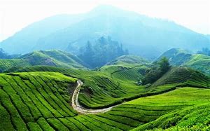 Image result for Tanah Tinggi