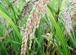 Image result for Palay Plant