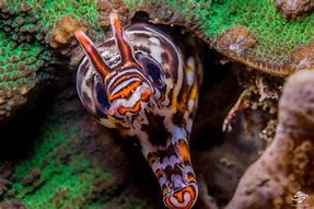 Image result for A Moray Eel