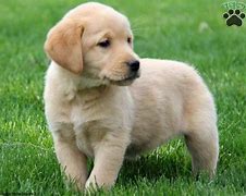 Image result for Golden Retriever Mix Puppies